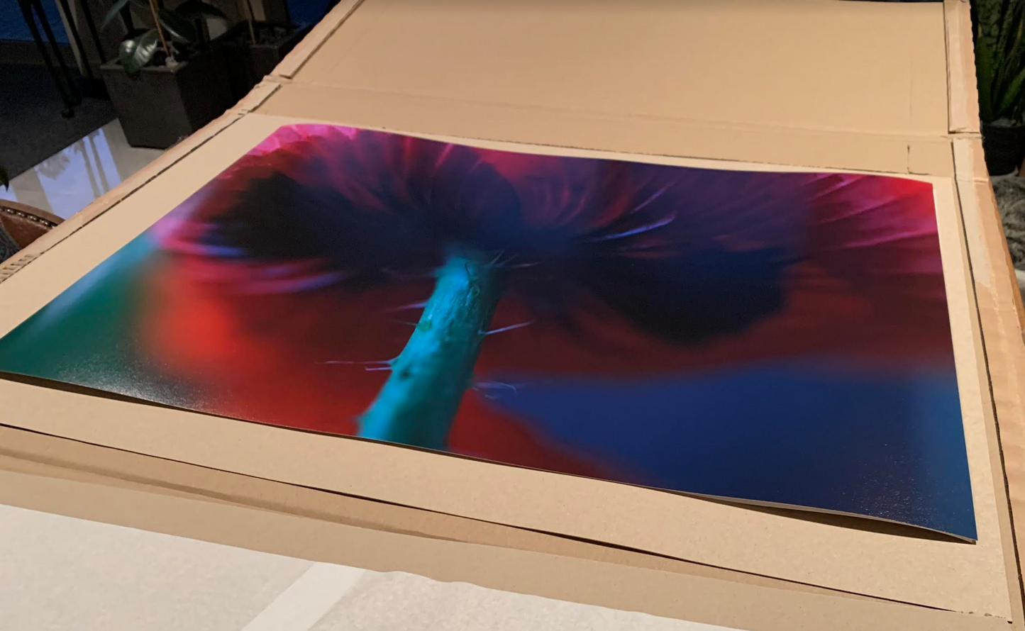 Poppy 1 - Framed or Unframed Signed Limited Edition From A3 Photographic Art Print