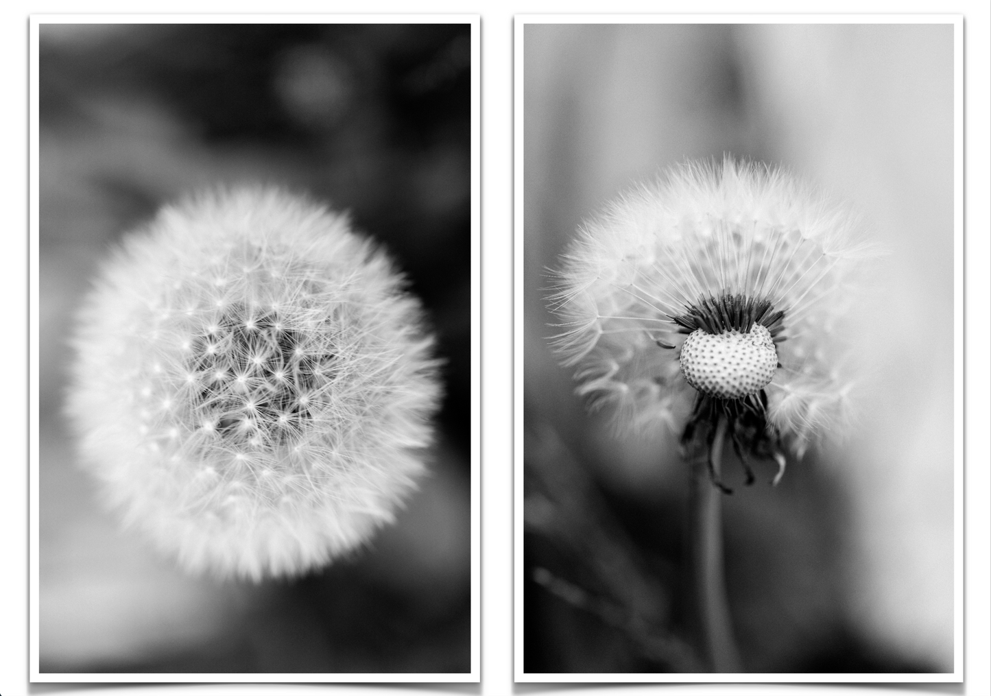 Dandelion 1 Framed or Unframed Signed Limited Edtion From A3 Photographic Art Print