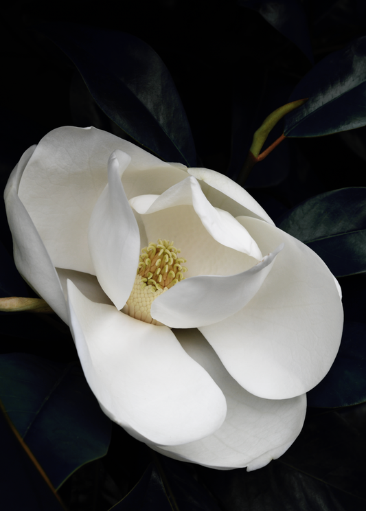 Magnolia 1  - Framed or Unframed Signed Limited Edition From A3 Photographic Art Print