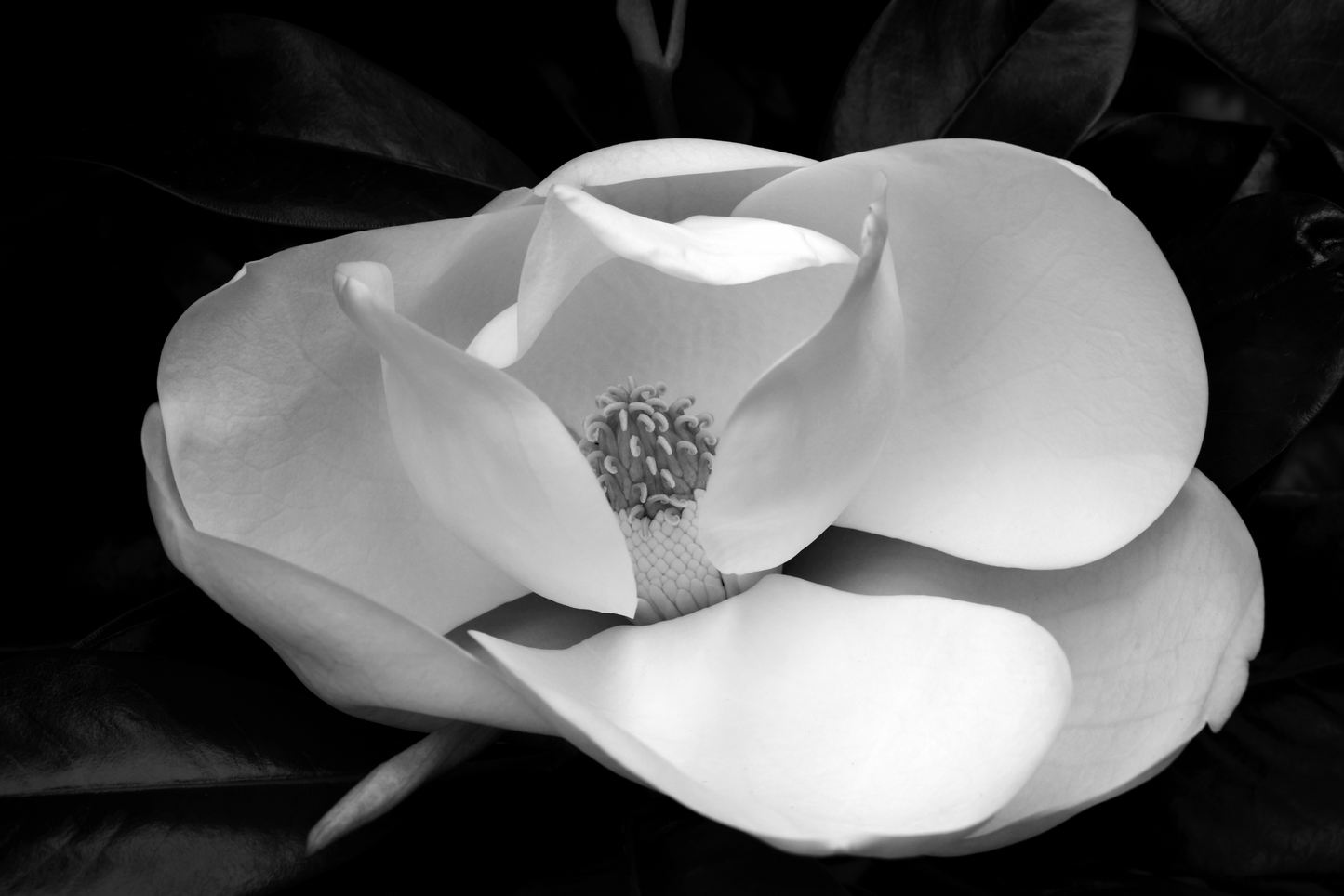 Magnolia 2 - Framed or Unframed Signed Limited Edtion From A3 Photographic Art Print