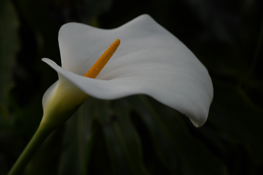 Arum Lily 1 - Framed or Unframed Signed Limited Edition From A3 Photographic Art Print