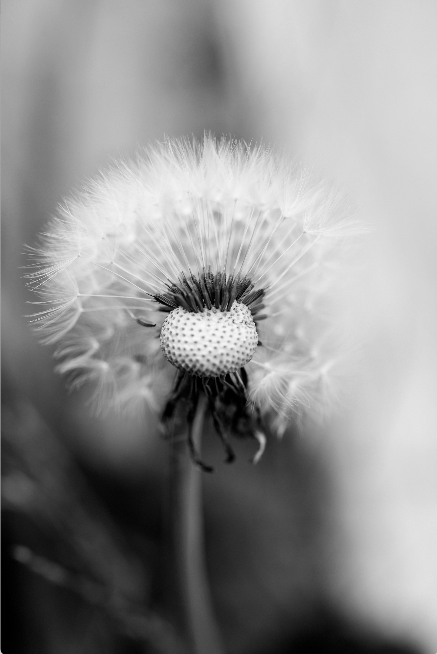 Dandelion 2 - Framed or Unframed Signed Limited Edtion From A3 Photographic Art Print