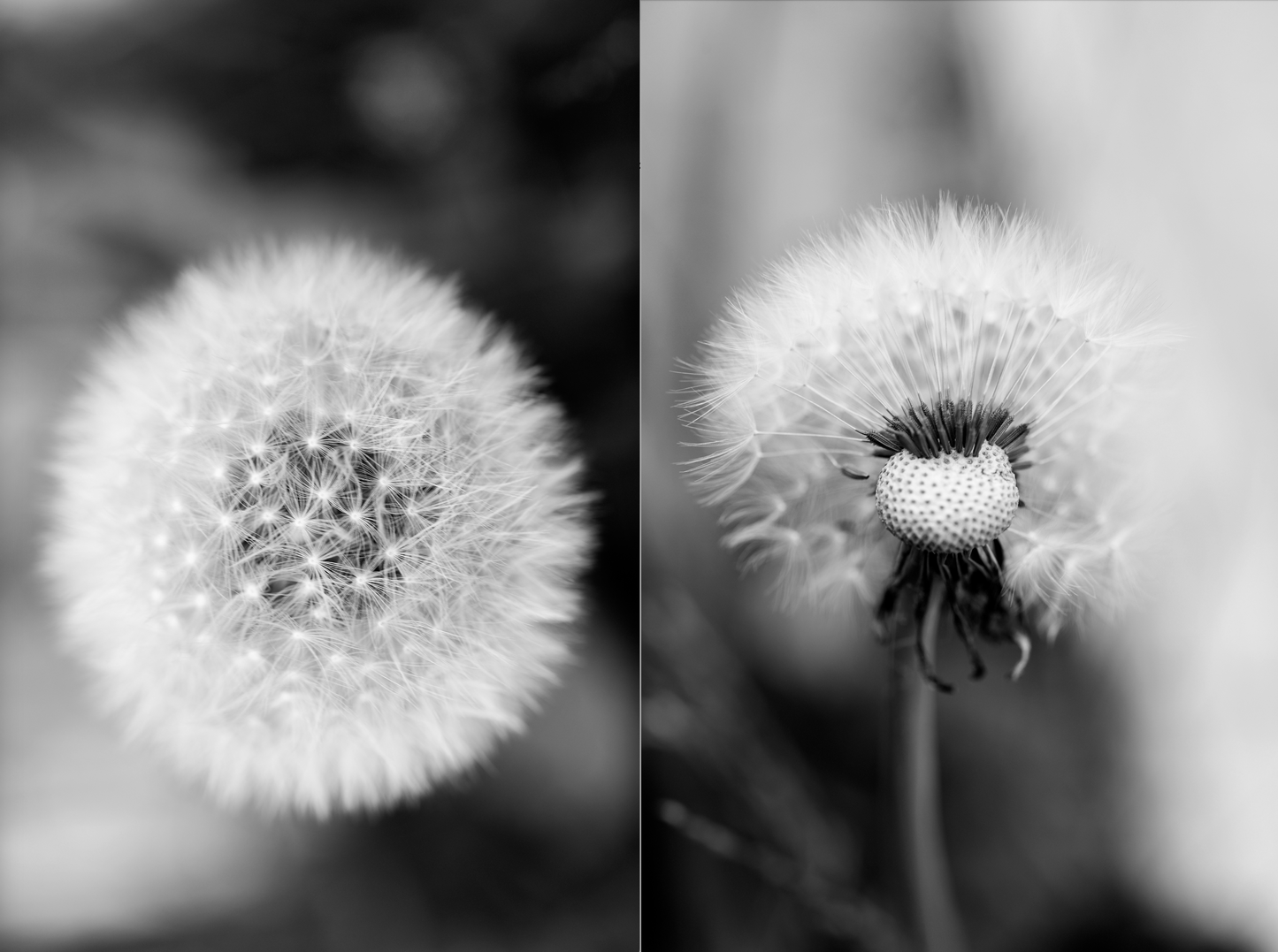 Dandelion 2 - Framed or Unframed Signed Limited Edtion From A3 Photographic Art Print