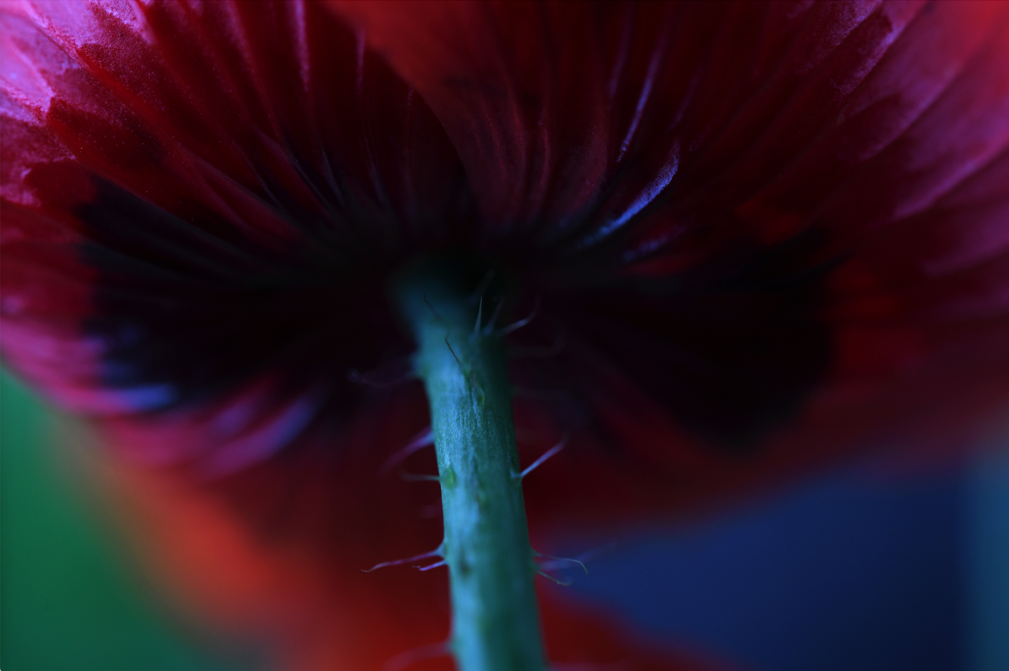 Poppy 1 - Framed or Unframed Signed Limited Edtion From A3 Photographic Art Print