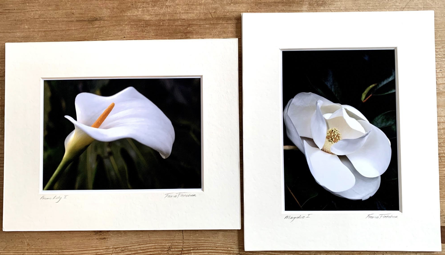 Arum Lily 1 - Framed or Unframed Signed Limited Edition From A3 Photographic Art Print