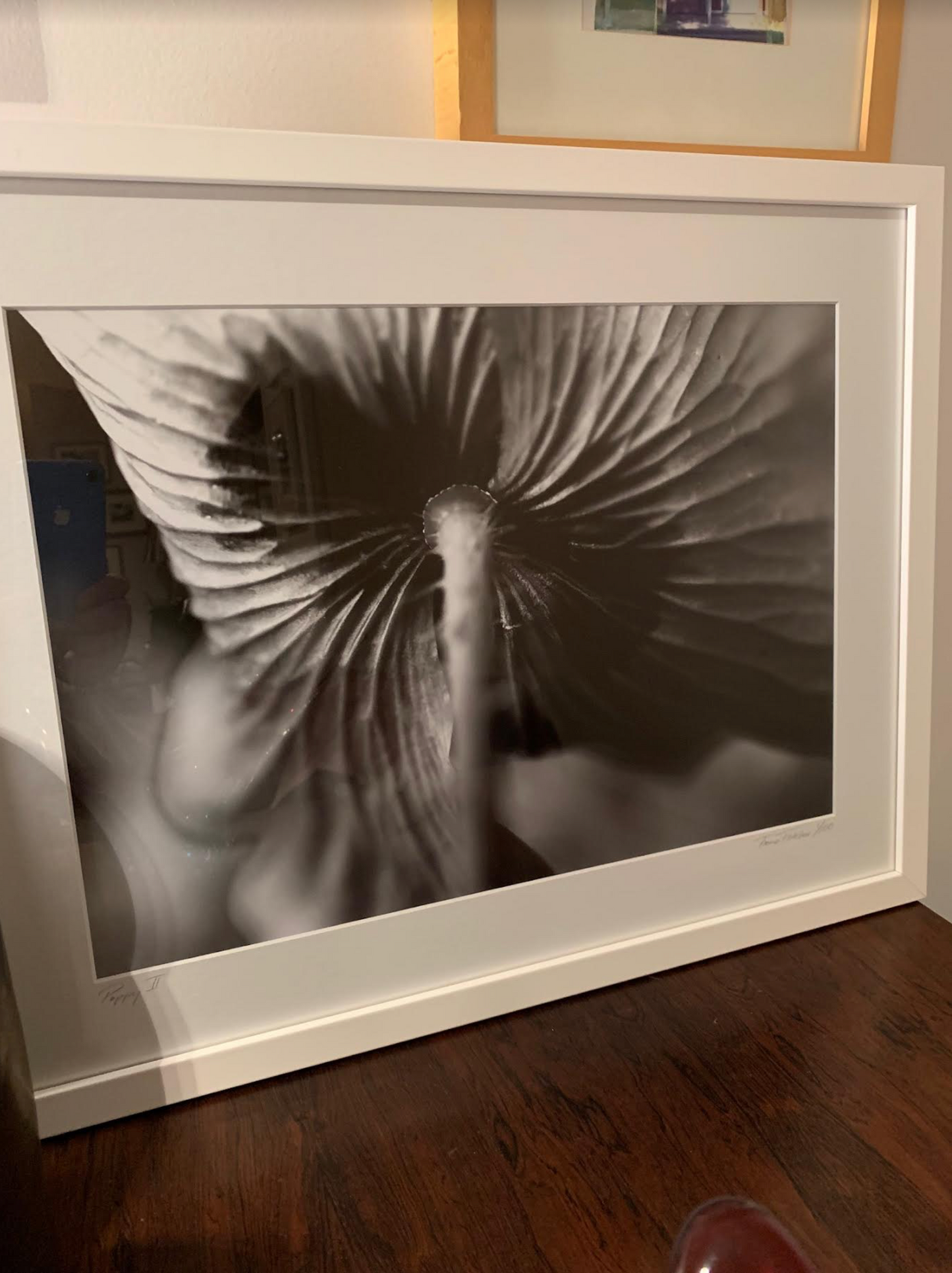 Poppy 2 - Framed Limited Edition A3 Photographic Print